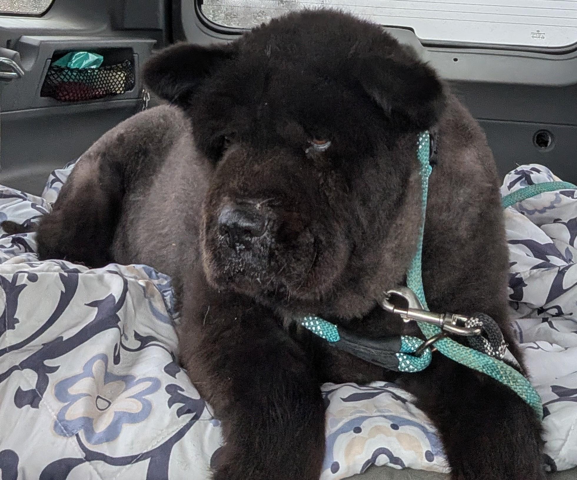 Enlarge Hoshi , a ADOPTABLE Chow Chow in Brainerd, MN image 2/6