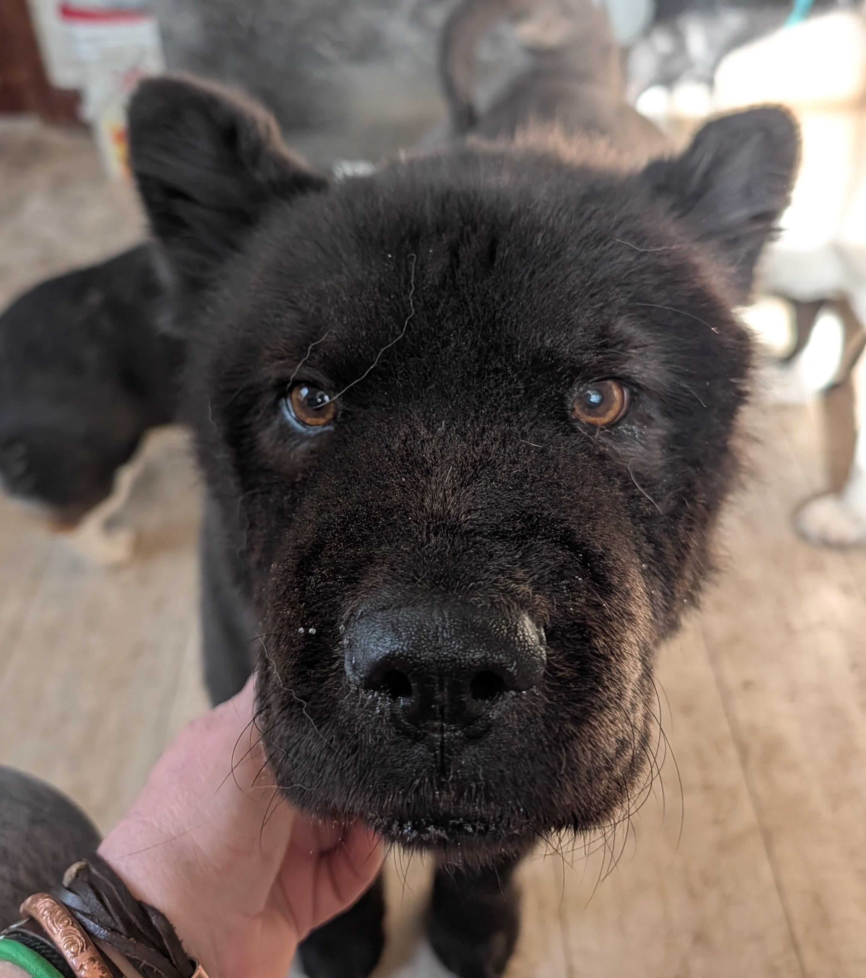 Enlarge Hoshi , a ADOPTABLE Chow Chow in Brainerd, MN image 6/6