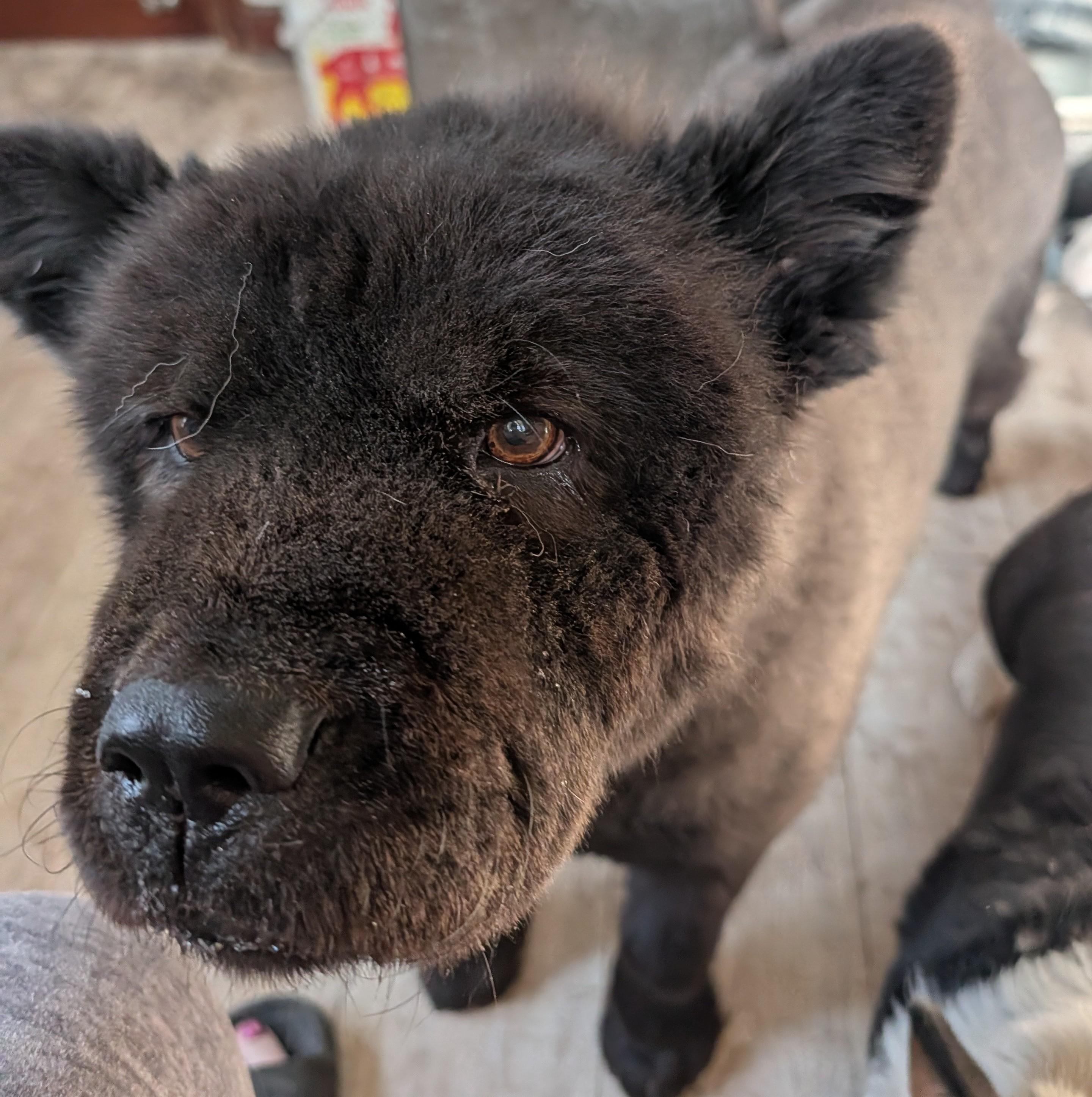 Enlarge Hoshi , a ADOPTABLE Chow Chow in Brainerd, MN image 4/6