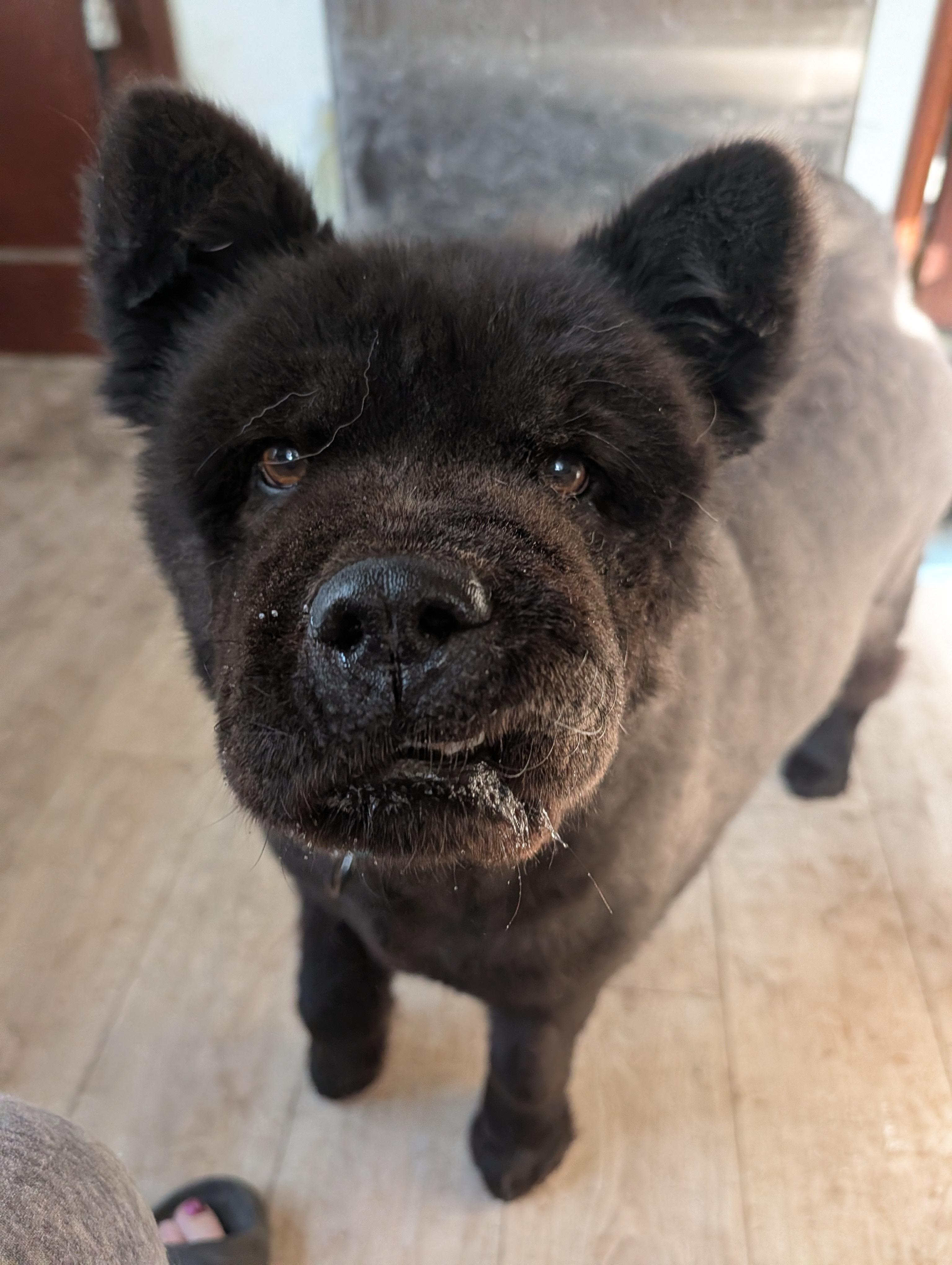 Hoshi , ADOPTABLE, Adult Male Chow Chow.