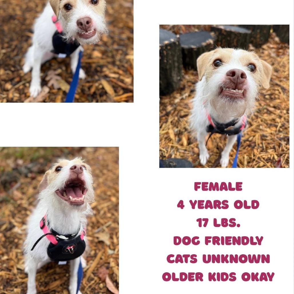 Enlarge Crockpot Carol, a Adoptable Jack Russell Terrier in Rockville, MD image 2/6