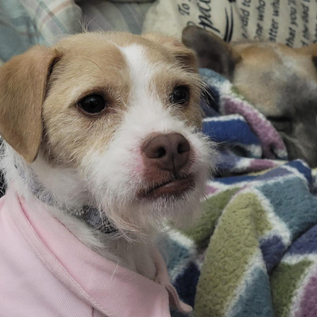 Enlarge Crockpot Carol, a Adoptable Jack Russell Terrier in Rockville, MD image 3/6