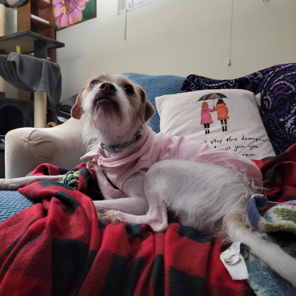 Enlarge Crockpot Carol, a Adoptable Jack Russell Terrier in Rockville, MD image 4/6