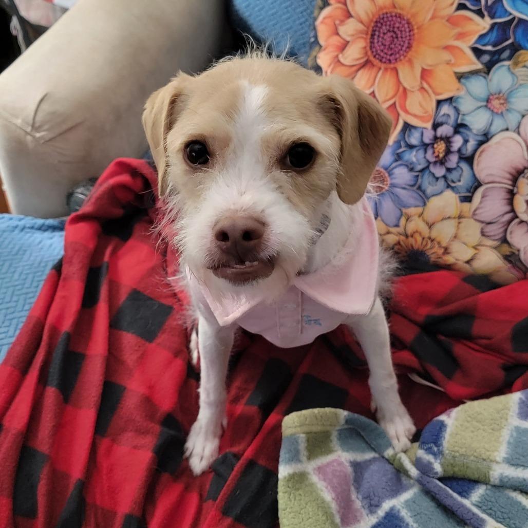 Enlarge Crockpot Carol, a Adoptable Jack Russell Terrier in Rockville, MD image 5/6