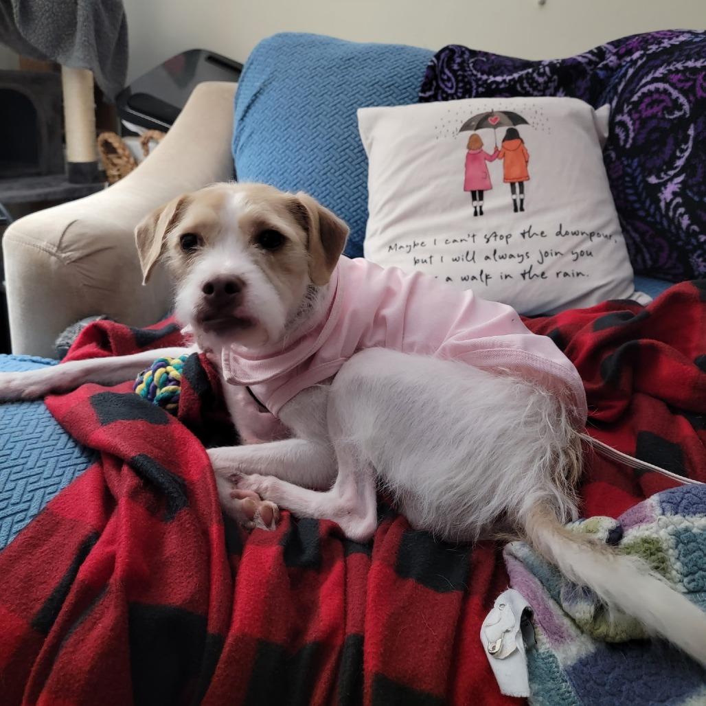 Enlarge Crockpot Carol, a Adoptable Jack Russell Terrier in Rockville, MD image 6/6