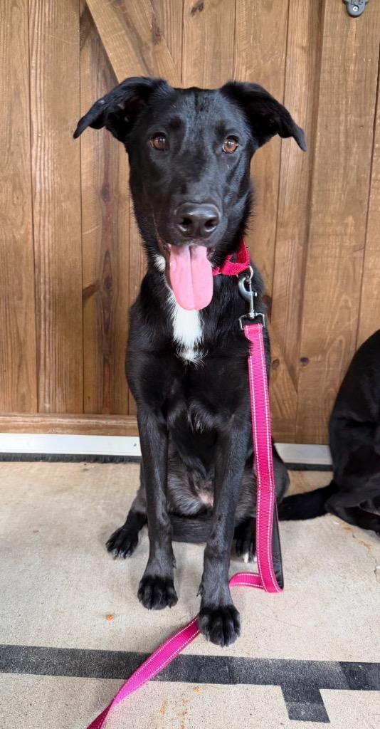 Fauna, Adoptable, Young Female German Shepherd Dog & Labrador Retriever.
