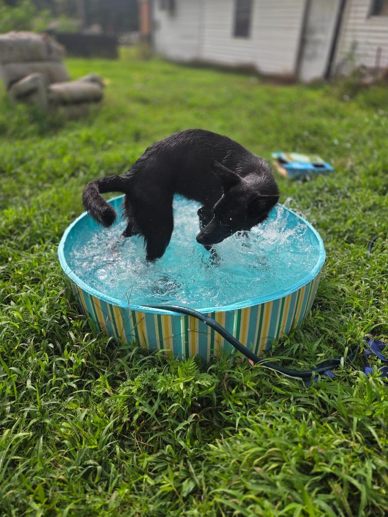 Enlarge Fauna, a Adoptable mixed breed in Gilmer, TX image 2/6