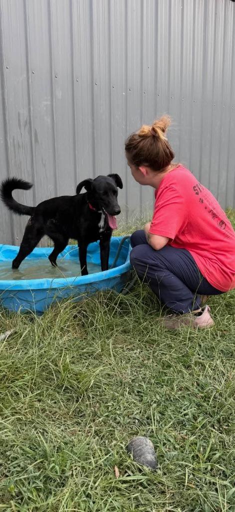 Enlarge Fauna, a Adoptable mixed breed in Gilmer, TX image 4/6