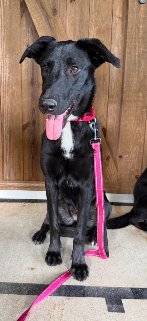 Enlarge Fauna, a Adoptable mixed breed in Gilmer, TX image 5/5