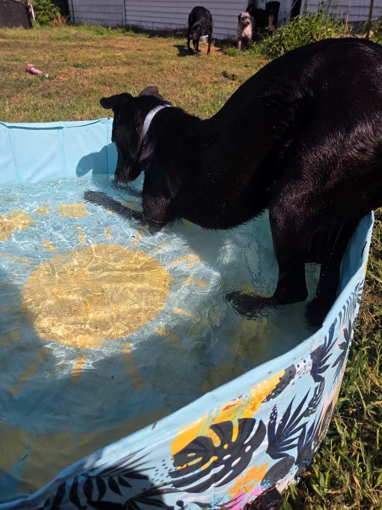 Enlarge Fauna, a Adoptable mixed breed in Gilmer, TX image 6/6