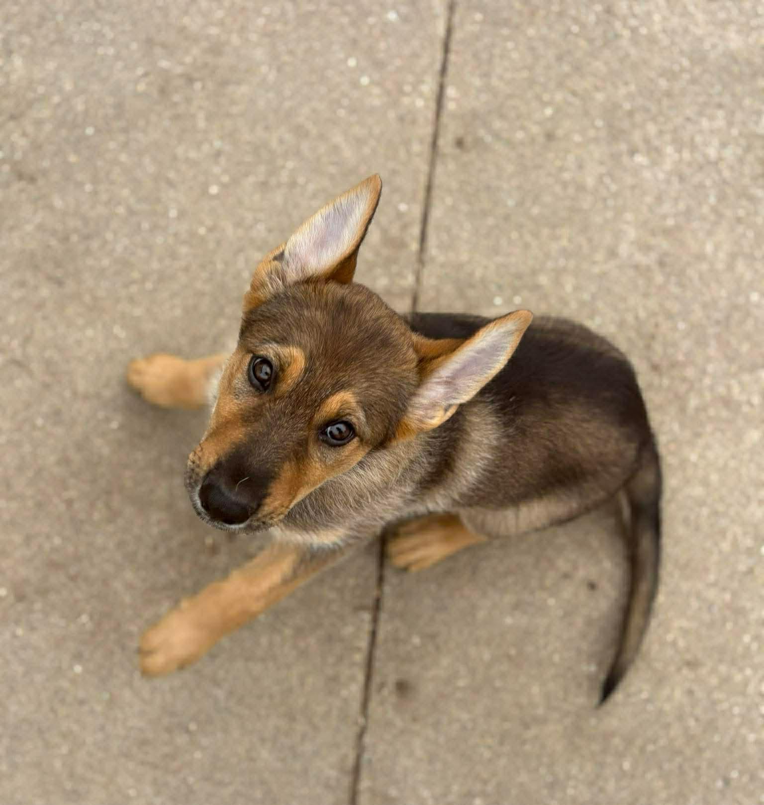 Sidney - Nebraska Litter, Adopted, Puppy Female German Shepherd Dog.