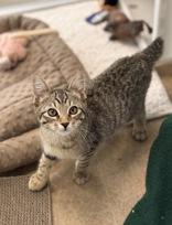 Enlarge Bibbity, an adoptable Domestic Short Hair in Eagle, CO image 1/3
