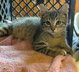 Enlarge Bibbity, an adoptable Domestic Short Hair in Eagle, CO image 3/3