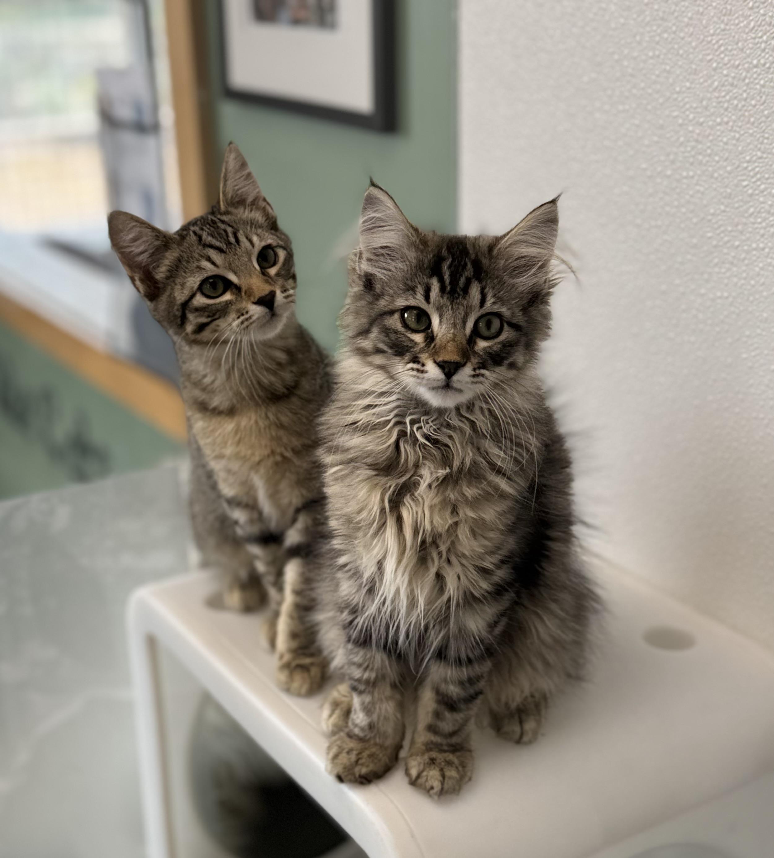 Enlarge Bibbity, an adoptable Domestic Short Hair in Eagle, CO image 2/3