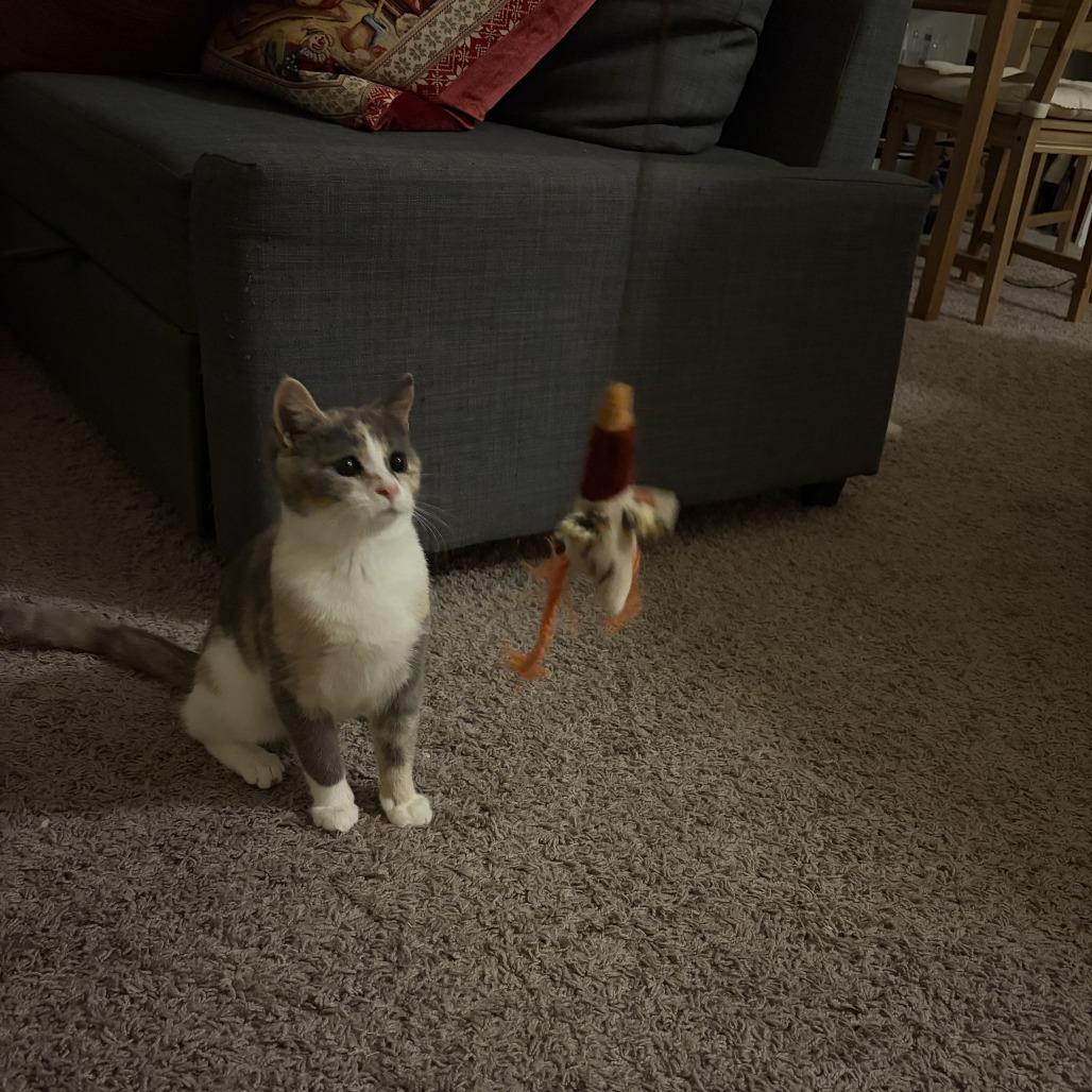 EggNog, Adoptable, Young Female Domestic Short Hair.