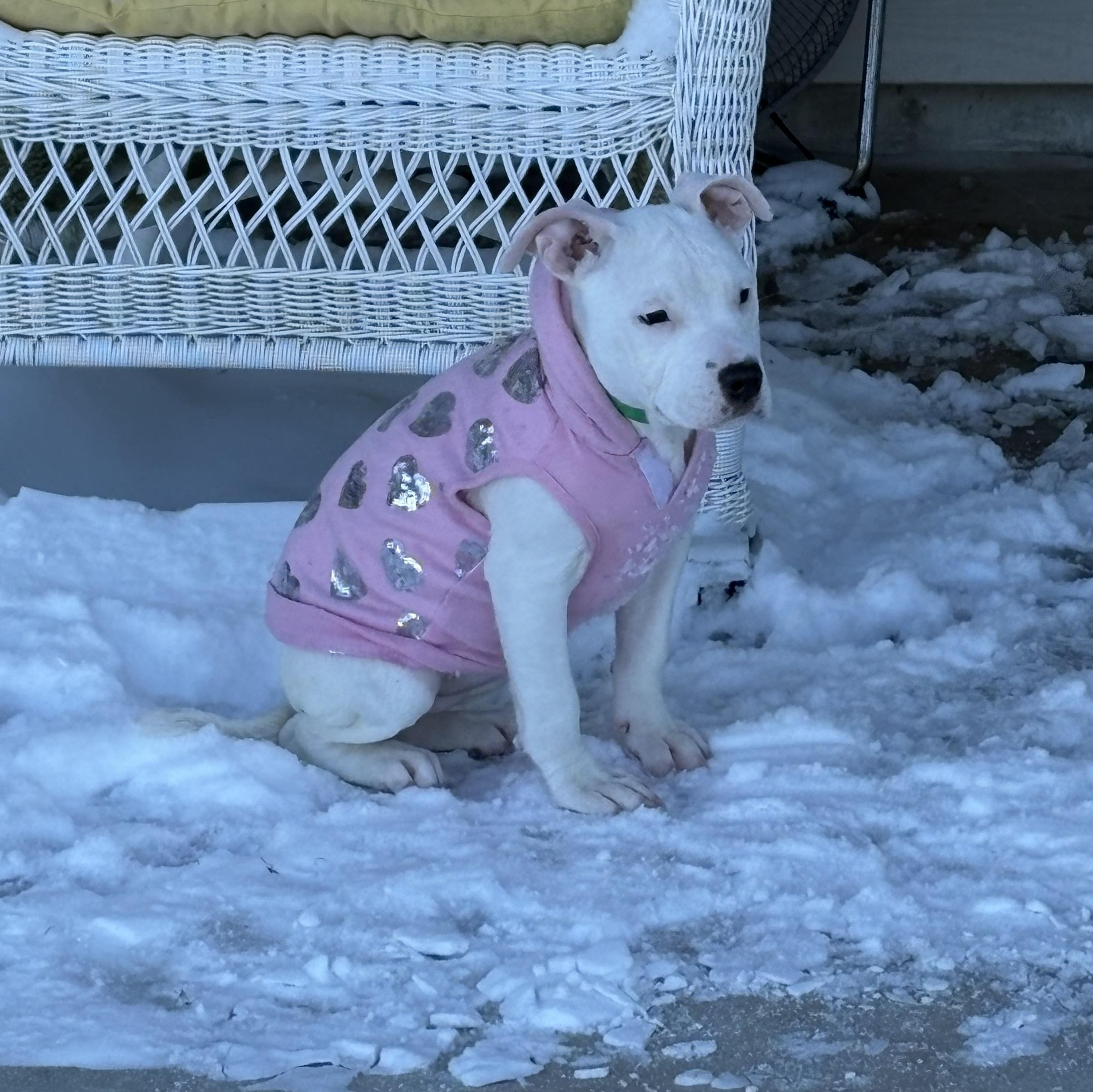 Enlarge Gretel, an adopted mixed breed in Ayden, NC image 1/5