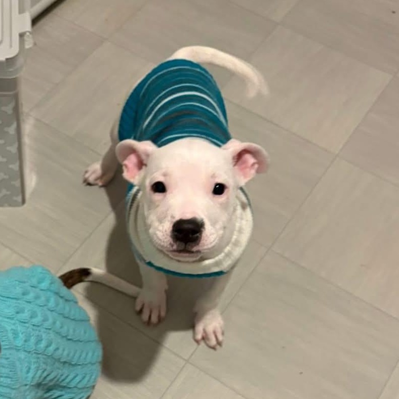 Enlarge Gretel, an adopted mixed breed in Ayden, NC image 3/5