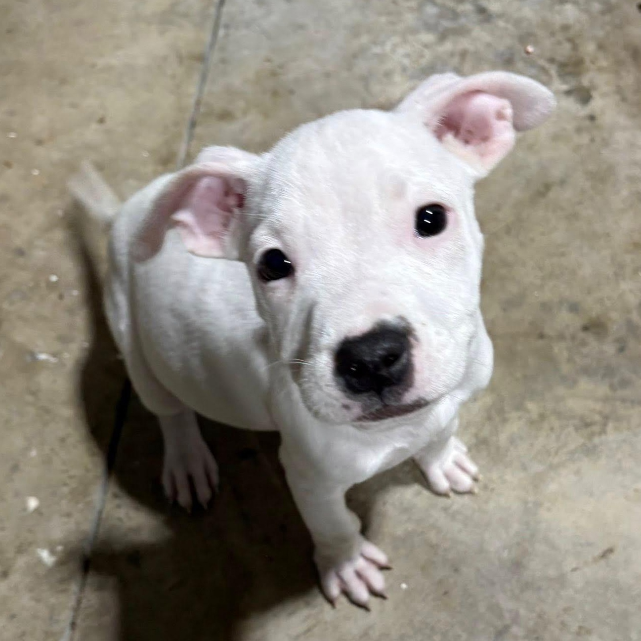 Enlarge Gretel, an adopted mixed breed in Ayden, NC image 2/5