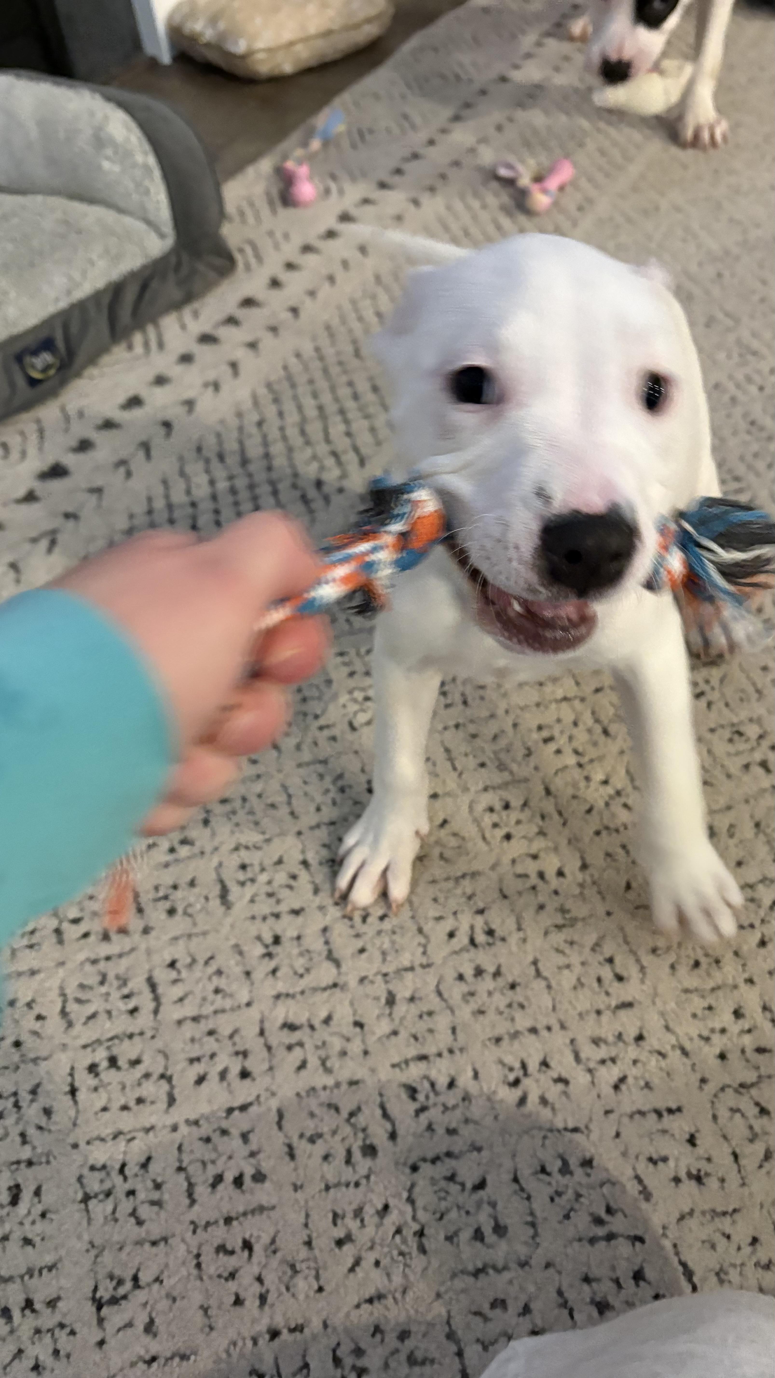 Enlarge Gretel, an adopted mixed breed in Ayden, NC image 4/5