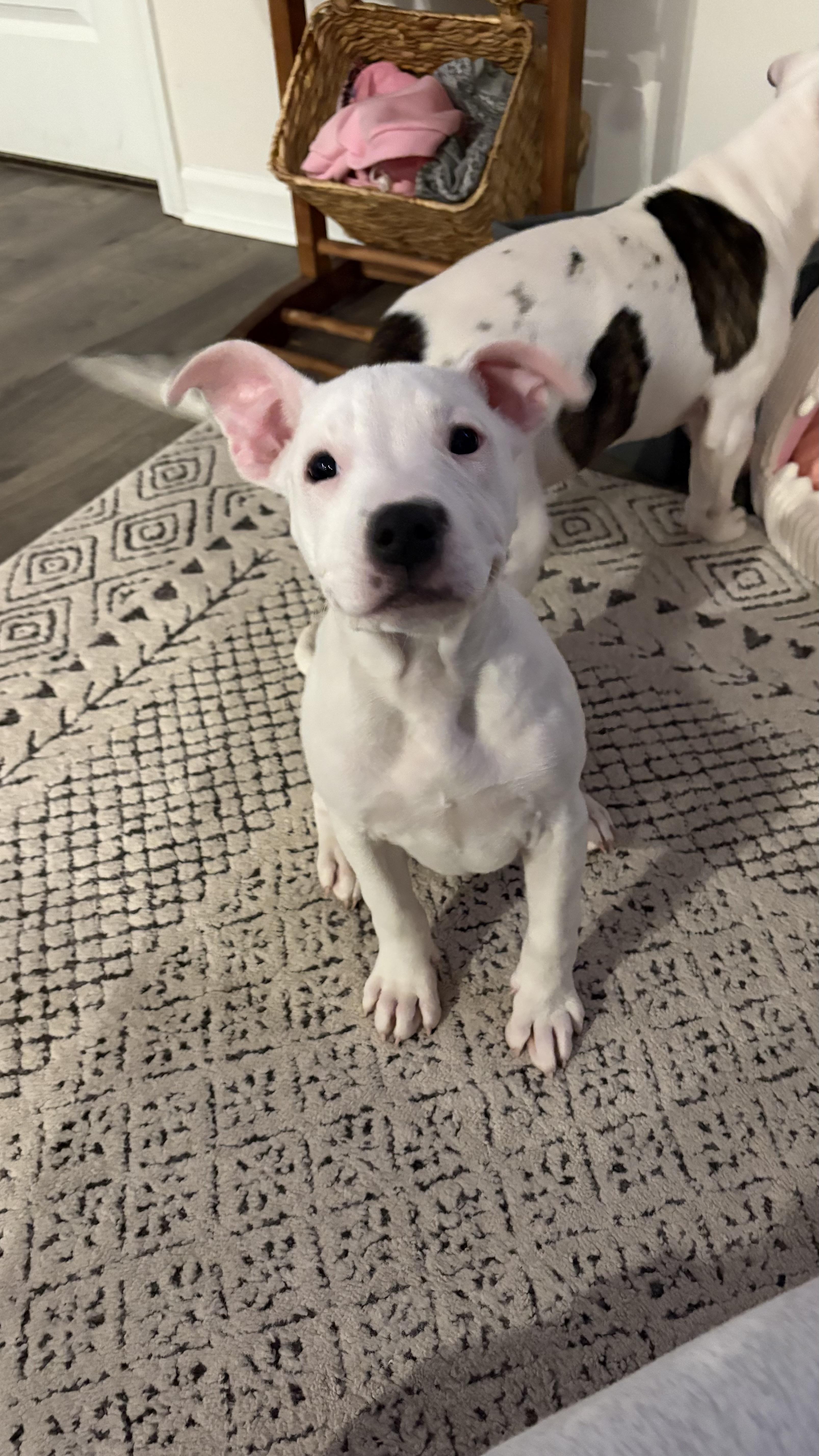 Enlarge Gretel, an adopted mixed breed in Ayden, NC image 5/5