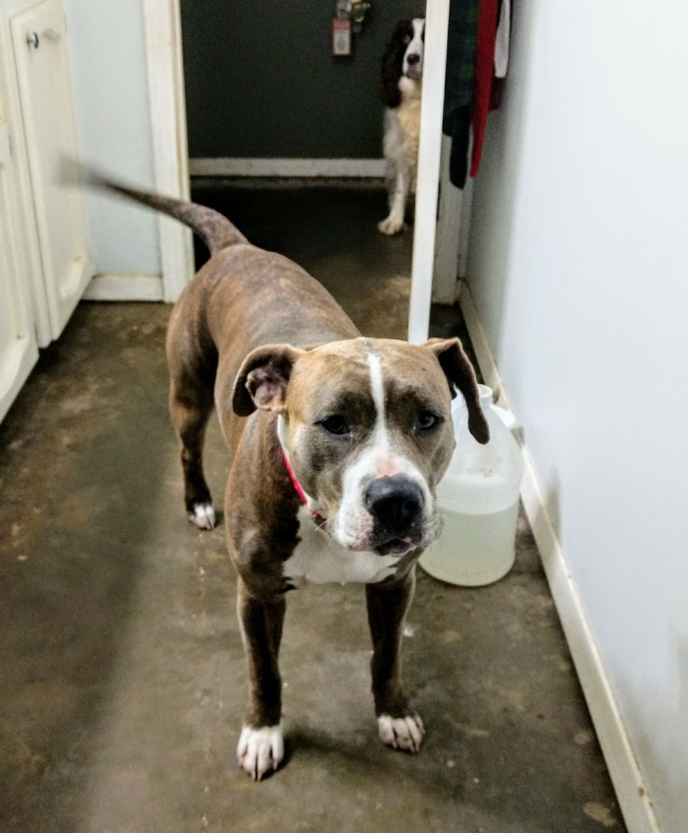 Baby Girl, Adoptable, Adult Female Pit Bull Terrier & Staffordshire Bull Terrier.