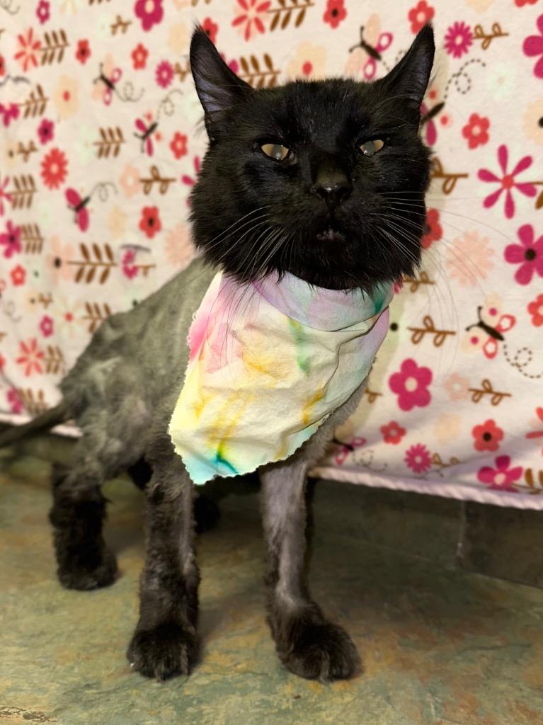 Enlarge Billy Bob, a ADOPTABLE Domestic Long Hair in Columbus, NE image 1/1