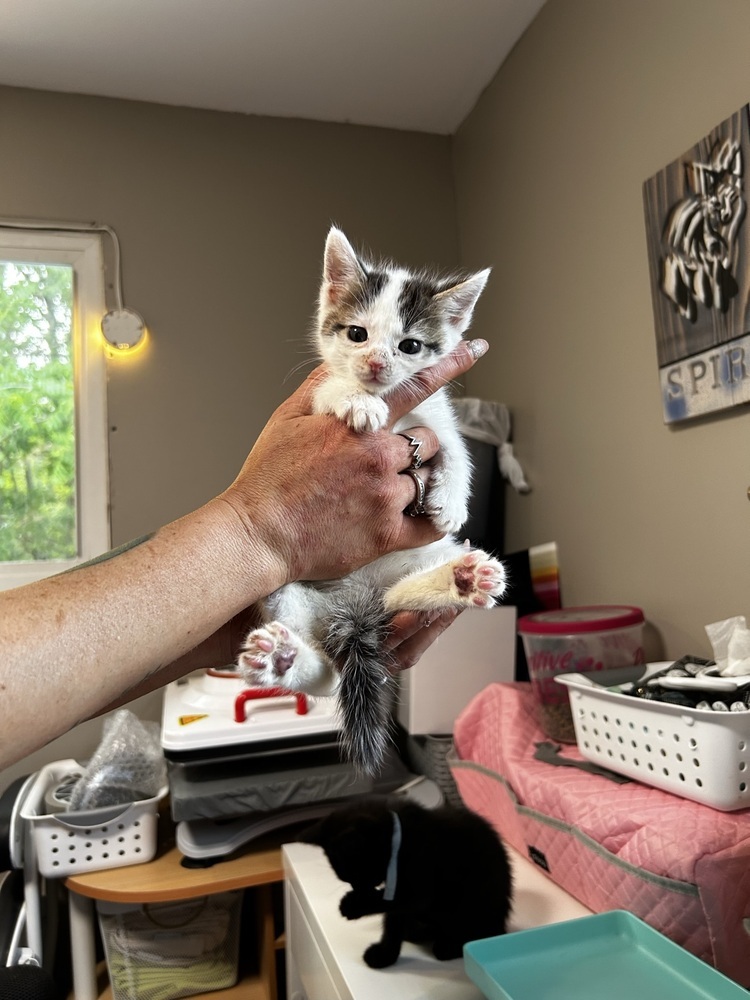 Lena (Lena & Zena), a Adoptable Domestic Short Hair in Telford, PA image 1/2