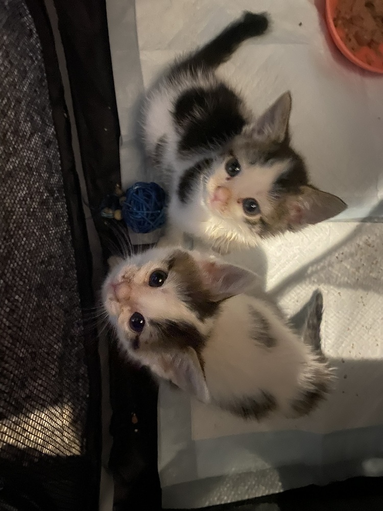 Lena (Lena & Zena), a Adoptable Domestic Short Hair in Telford, PA image 2/2