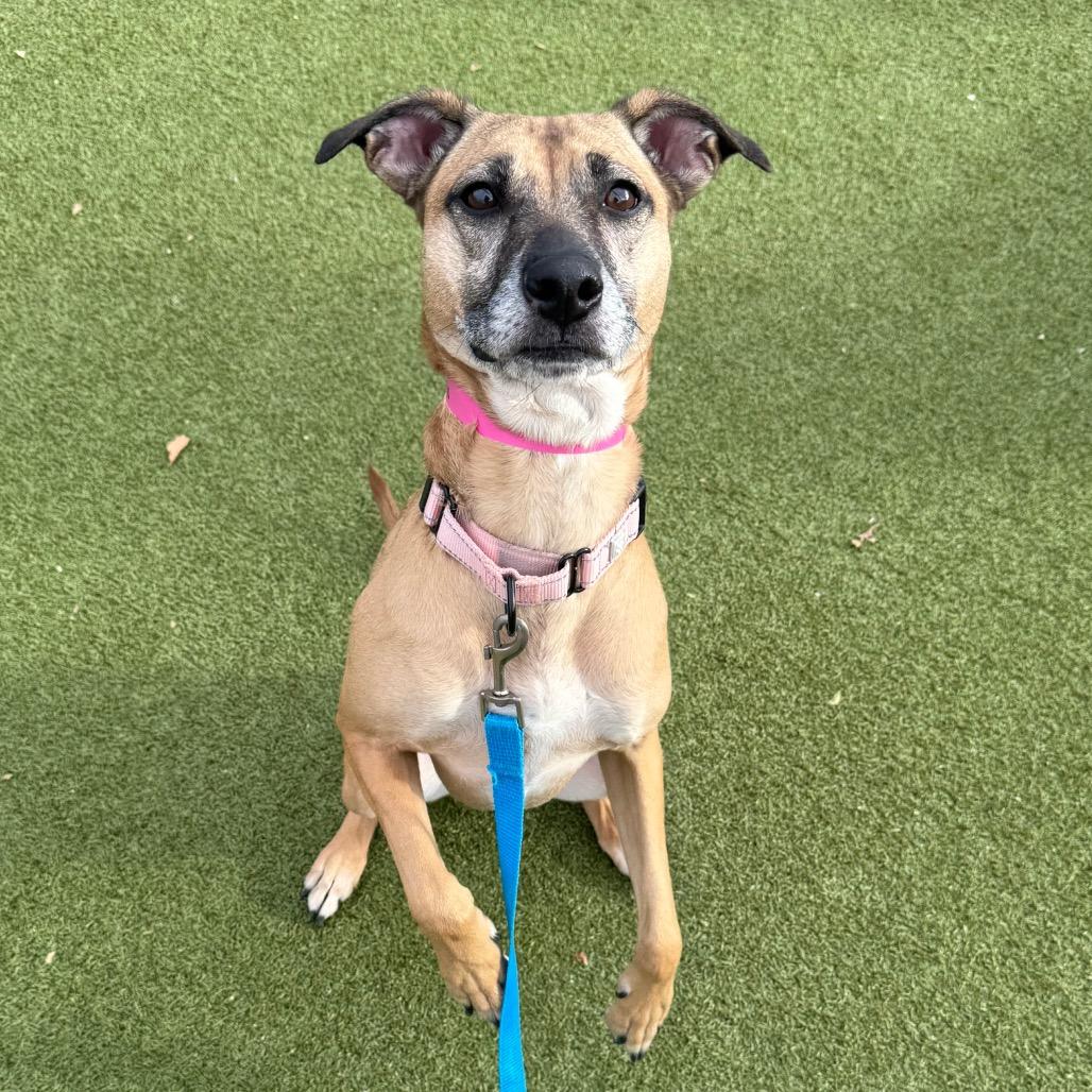 Enlarge Ellie Mae, a Adoptable Mixed Breed in Albuquerque, NM image 4/6