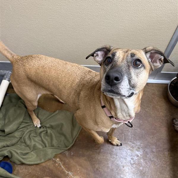 Enlarge Ellie Mae, a Adoptable Mixed Breed in Albuquerque, NM image 6/6