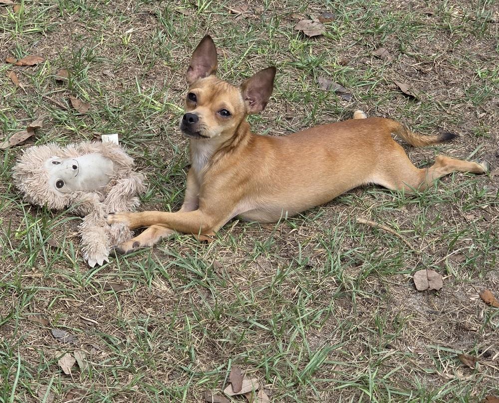 Enlarge Bubba, a Adoptable mixed breed in Bonifay, FL image 2/2