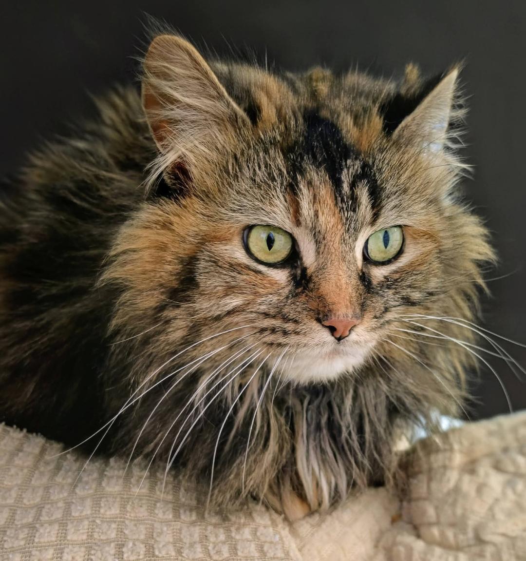 Wanita, ADOPTABLE, Adult Female Torbie & Domestic Long Hair.