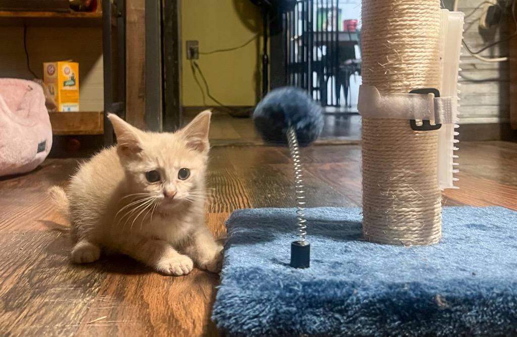 Peanut, Adopted, Kitten Male Domestic Short Hair.