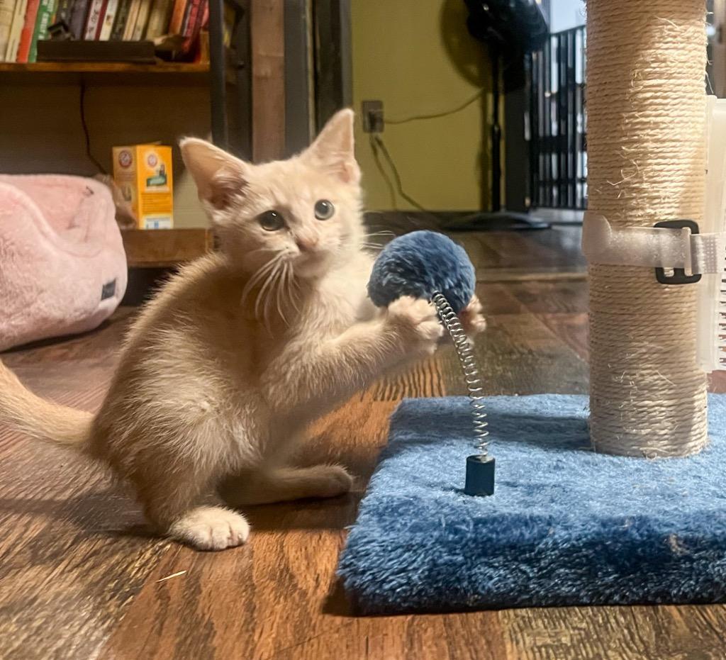 Enlarge Peanut, a Adopted mixed breed in Murray, KY image 2/4