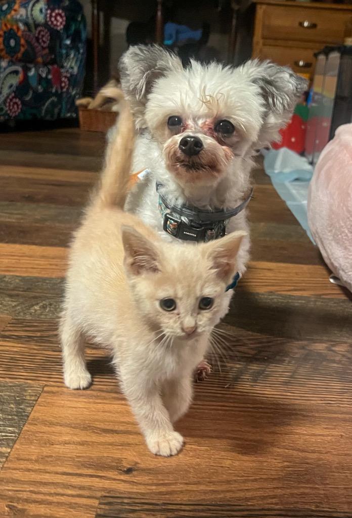 Enlarge Peanut, a Adopted mixed breed in Murray, KY image 4/4