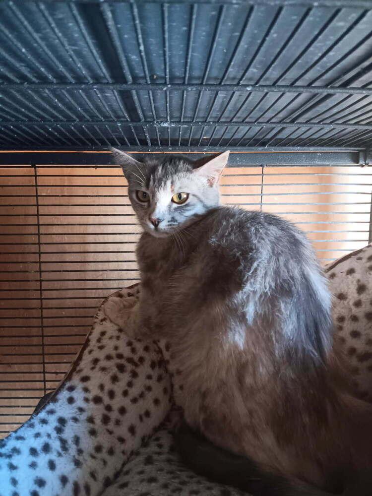 Wicked, Adoptable, Adult Female Domestic Short Hair.