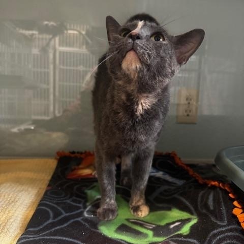 Enlarge Crockpot, a ADOPTABLE Domestic Short Hair in Hutchinson, MN image 4/6