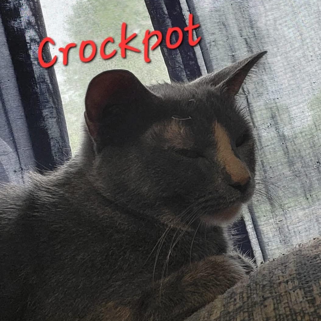 Enlarge Crockpot, a ADOPTABLE Domestic Short Hair in Hutchinson, MN image 2/6