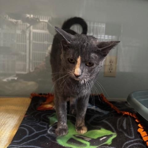 Enlarge Crockpot, a ADOPTABLE Domestic Short Hair in Hutchinson, MN image 5/6