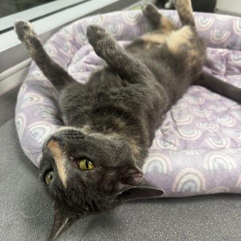 Crockpot, a ADOPTABLE Domestic Short Hair in Hutchinson, MN image 6/6