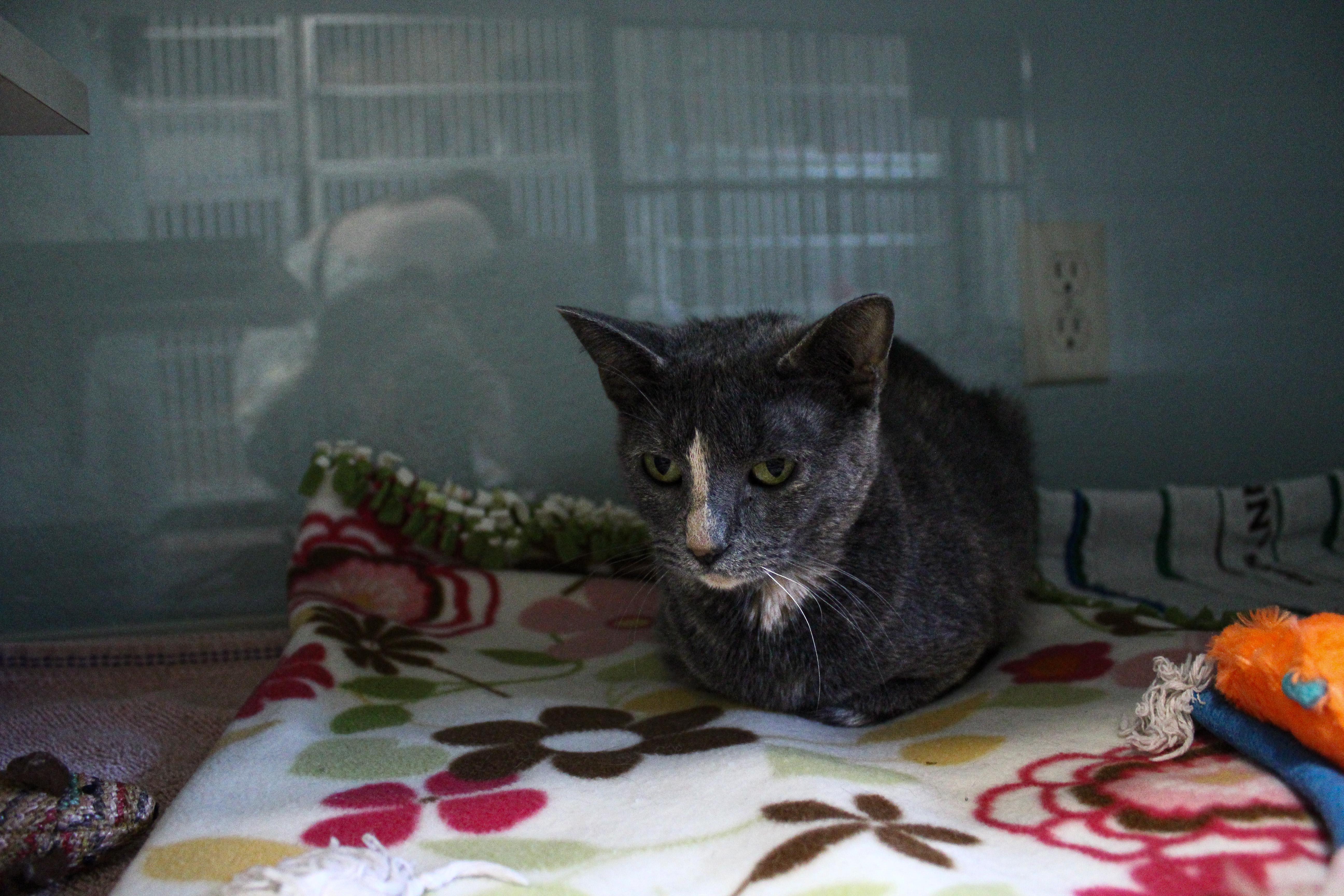 Enlarge Crockpot, a ADOPTABLE Domestic Short Hair in Hutchinson, MN image 3/6