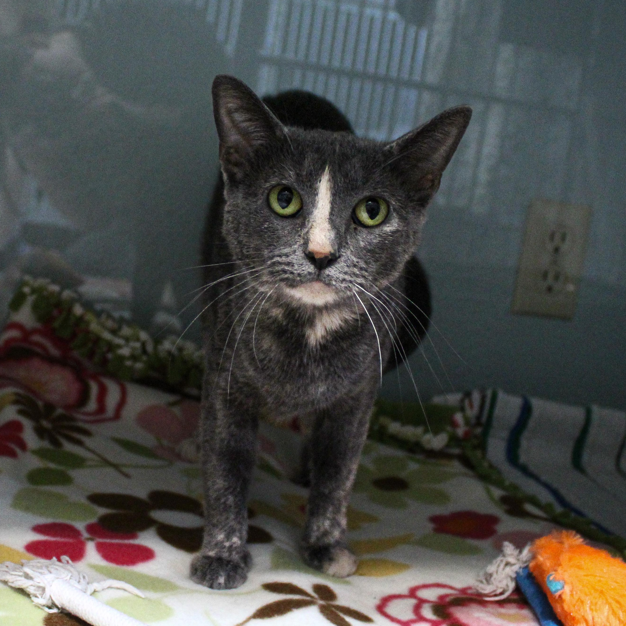 Crockpot, ADOPTABLE, Adult Female Domestic Short Hair.