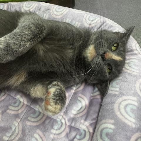 Crockpot, a ADOPTABLE Domestic Short Hair in Hutchinson, MN image 5/6
