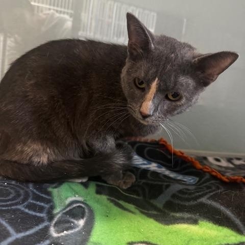 Enlarge Crockpot, a ADOPTABLE Domestic Short Hair in Hutchinson, MN image 6/6