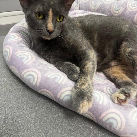 Crockpot, ADOPTABLE, Adult Female Domestic Short Hair.