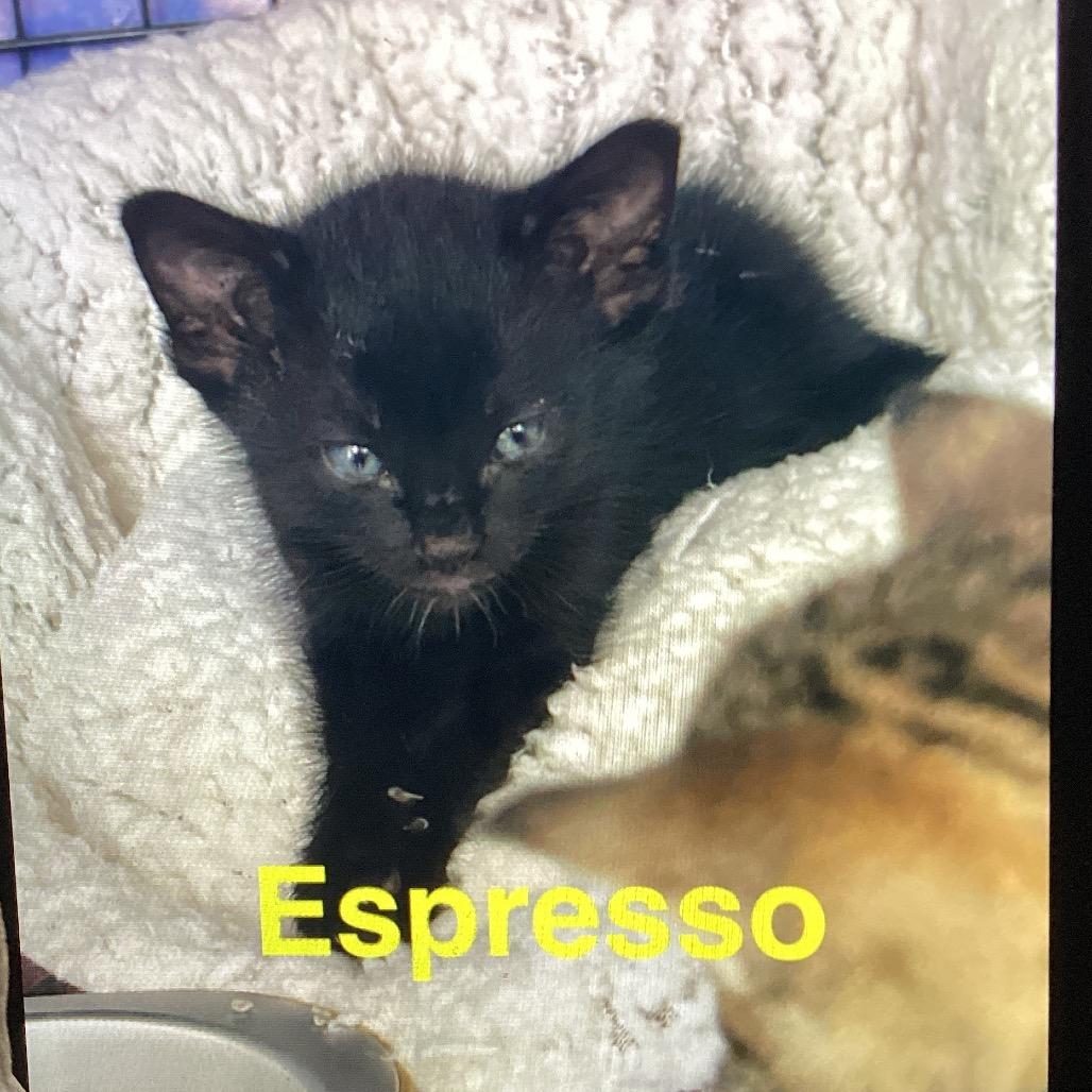 Enlarge Espresso, a Adoptable American Shorthair in New Orleans, LA image 1/4
