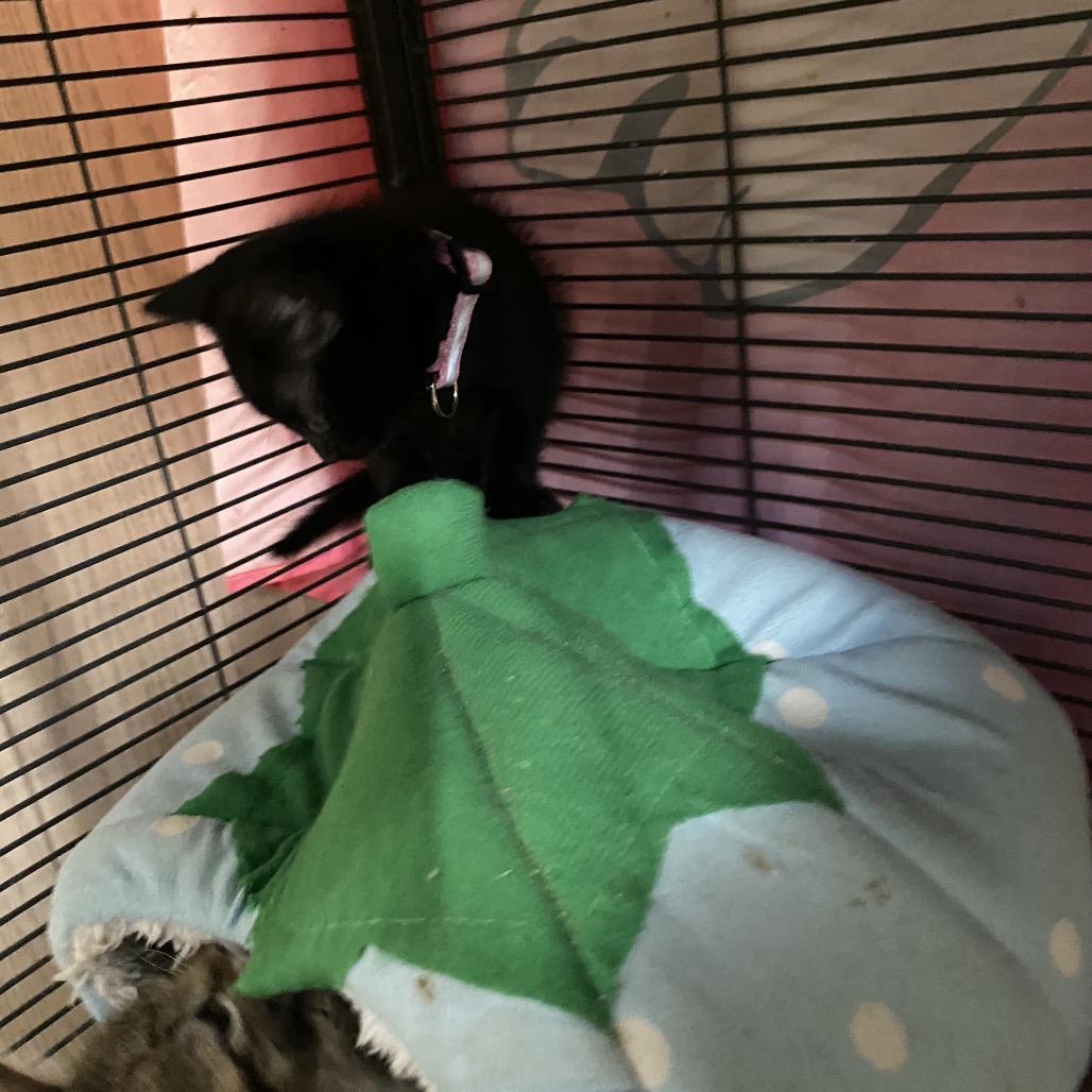 Enlarge Espresso, a Adoptable American Shorthair in New Orleans, LA image 2/4