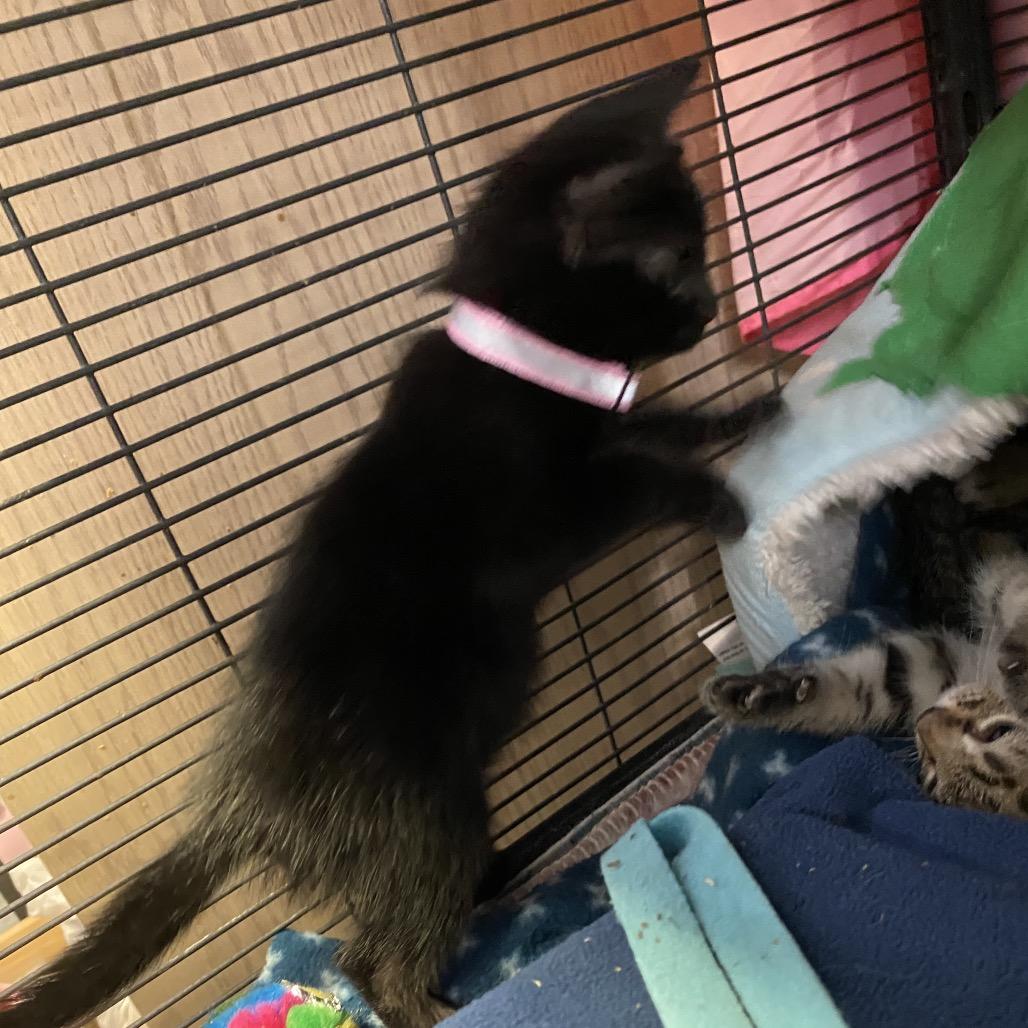 Enlarge Espresso, a Adoptable American Shorthair in New Orleans, LA image 3/4