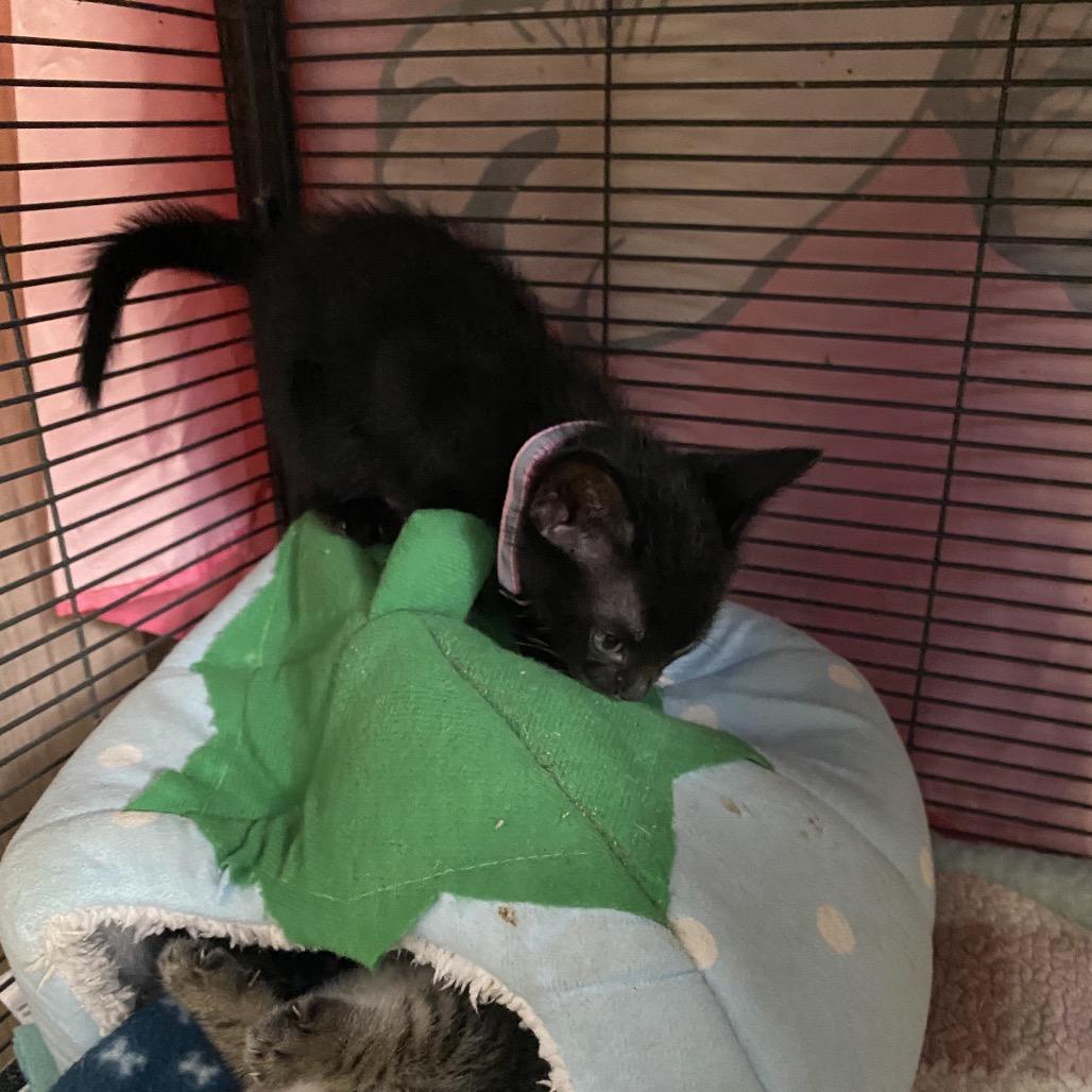 Enlarge Espresso, a Adoptable American Shorthair in New Orleans, LA image 4/4