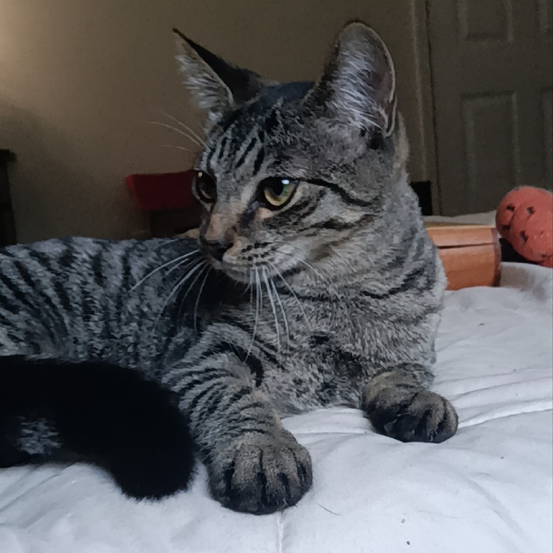 Cat for adoption Hopper, a Domestic Short Hair in Knoxville, TN Petfinder